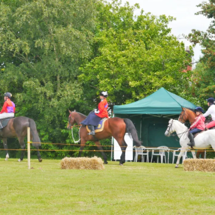 Horses 3