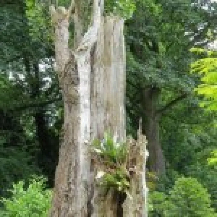 Ness Gardens jpg30