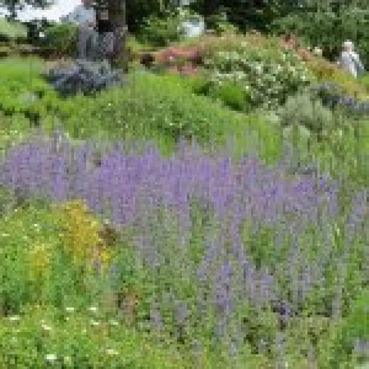 Ness Gardens jpg26