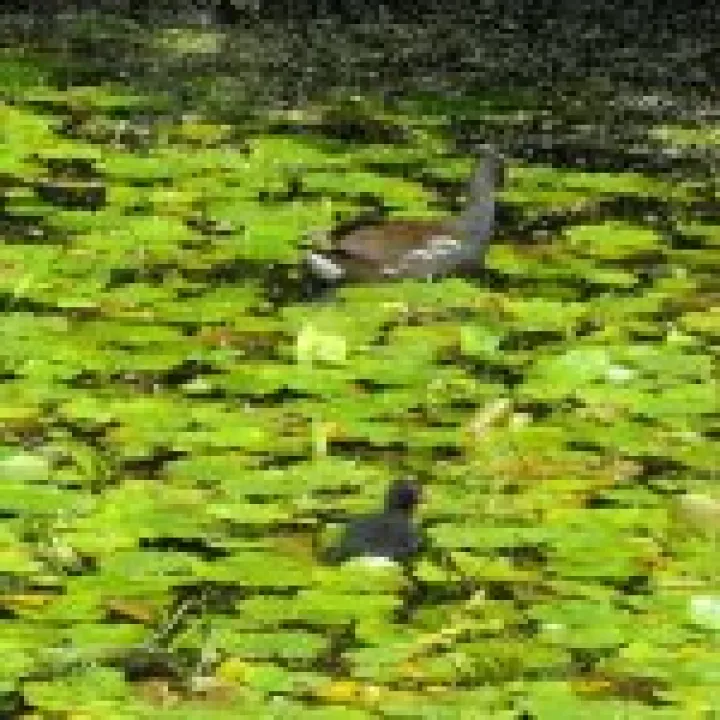 Ness Gardens jpg36