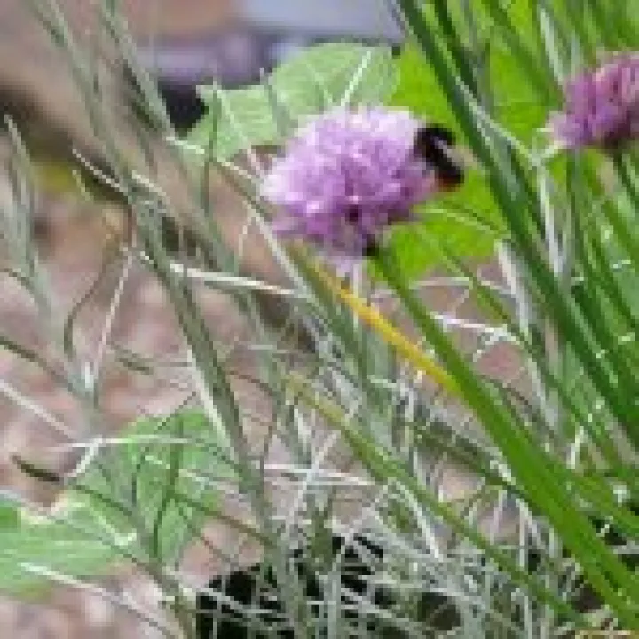 Ness Gardens jpg10