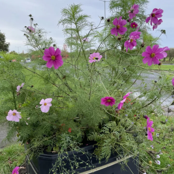 Summer planter