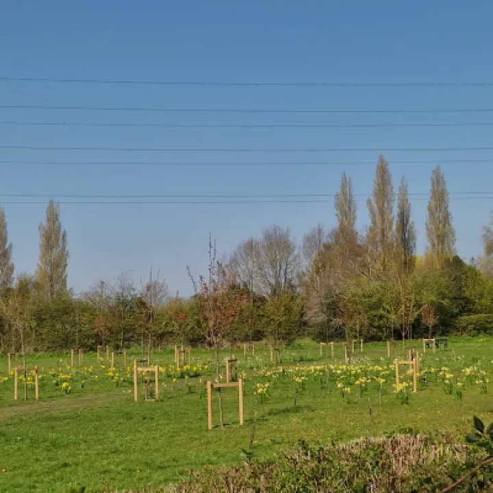 Jubilee Forest 1