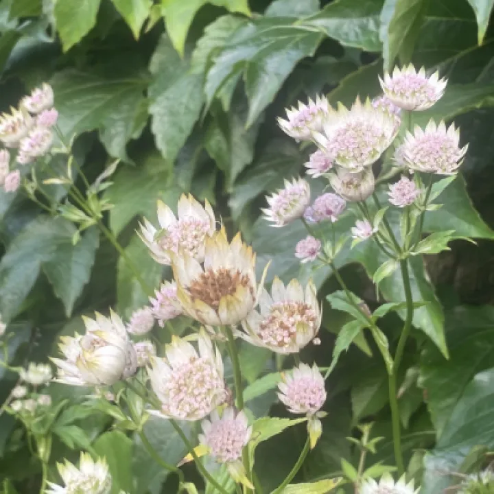 open garden weekend 2