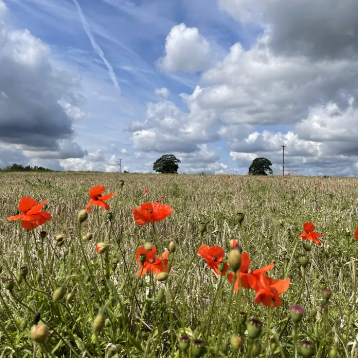 Poppies