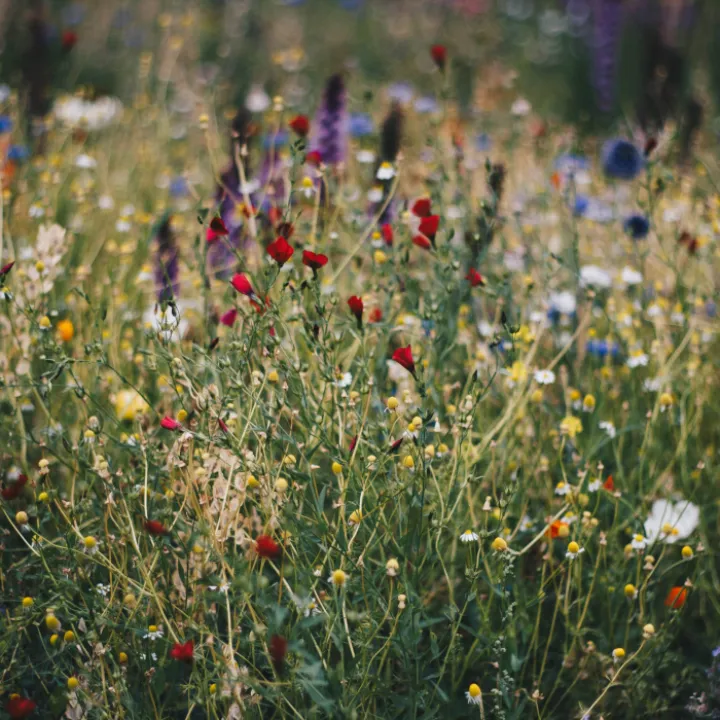 wildlfowers