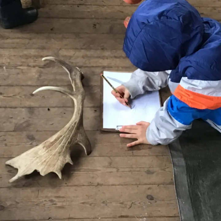 Forest schools
