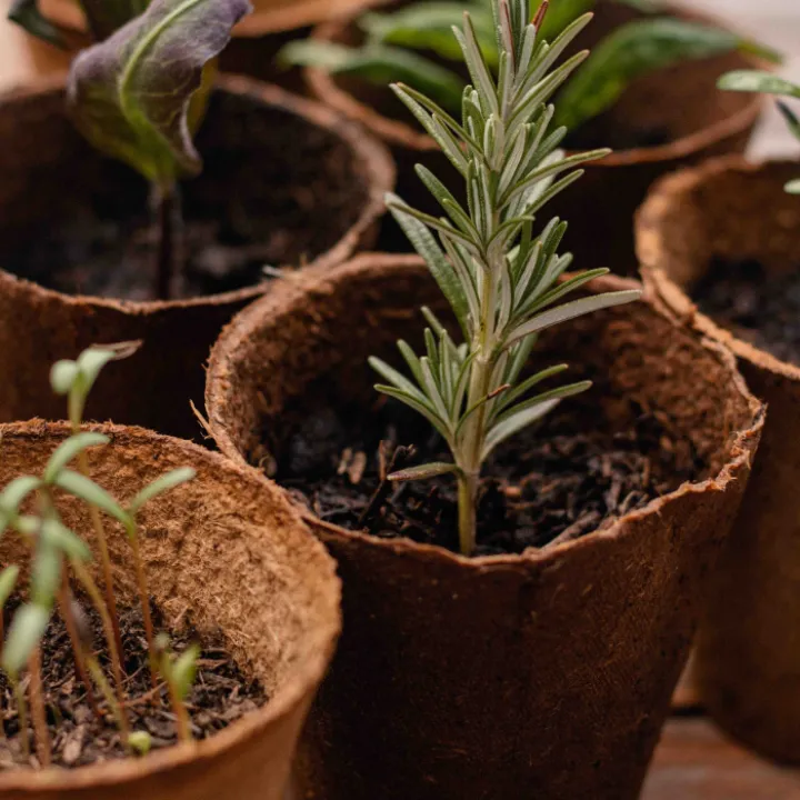Herb pots