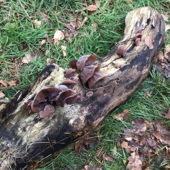 Forest schools