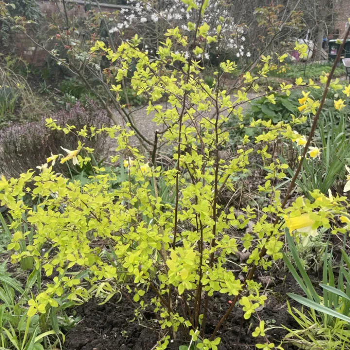 Spirea