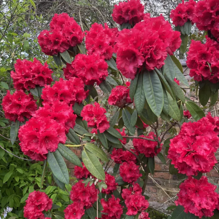 April garden
