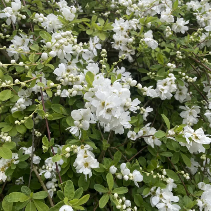 April garden