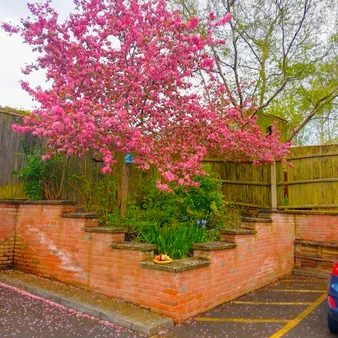 Back garden April 2024