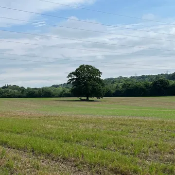 Wellbeing Walk 4