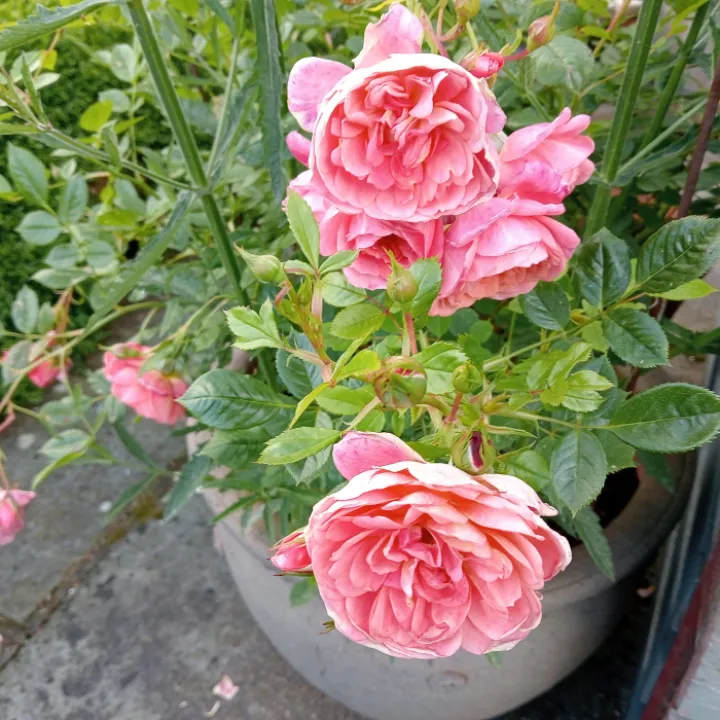 Img20240612184600
