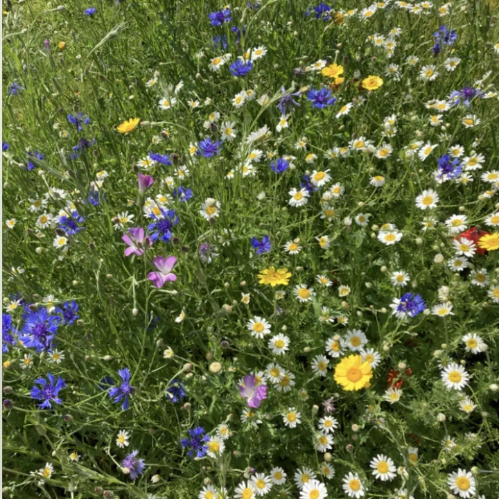 Mini meadows