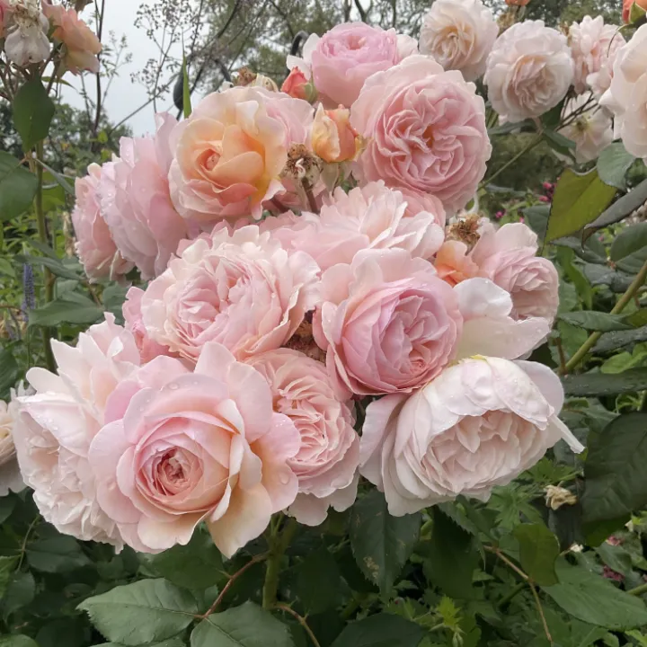 Garden blogjuly24