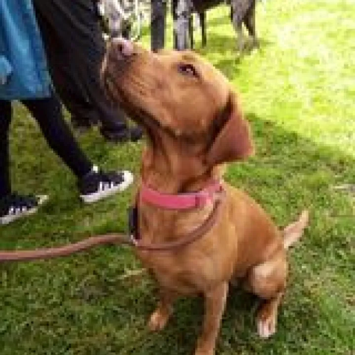 Dog 4