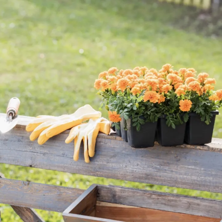 Planting marigolds