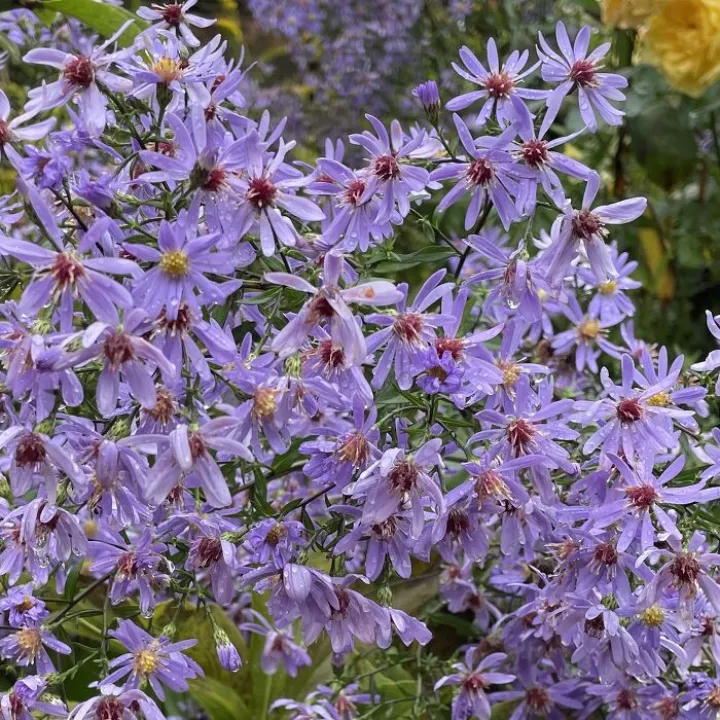 Garden September 24