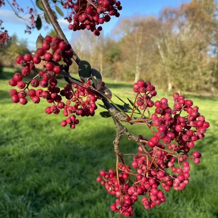 Autumn garden