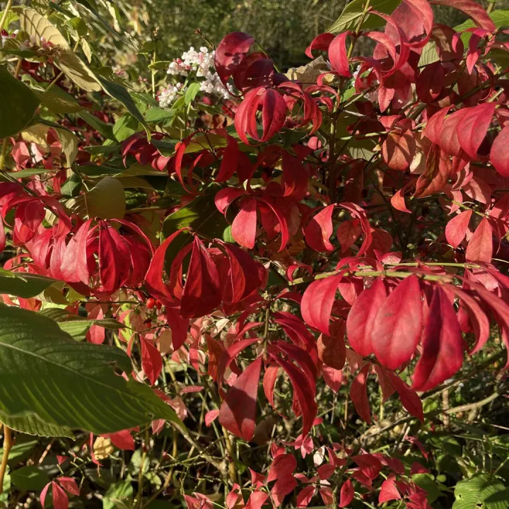 Autumn garden
