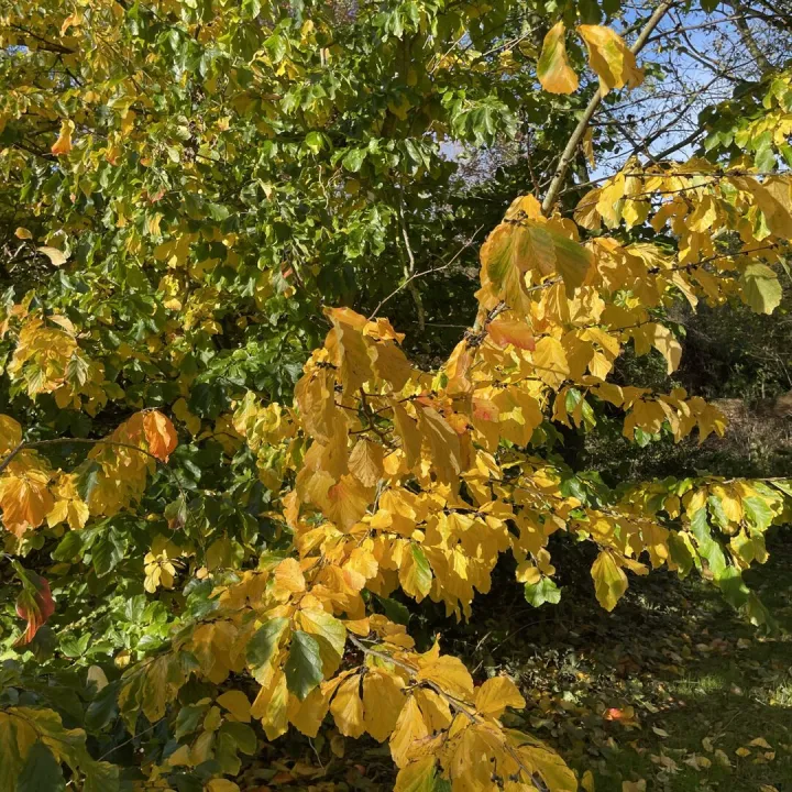Autumn garden
