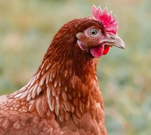 Chicken