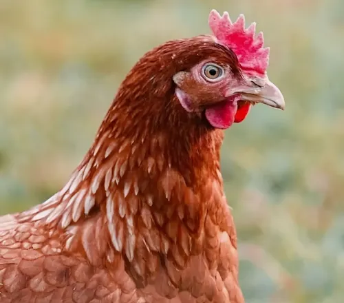 Chicken