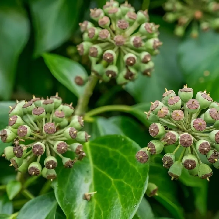 Ivy 3