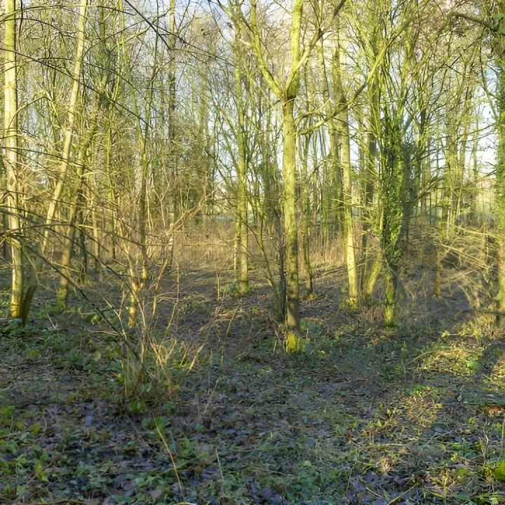 Wilding Area 9