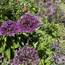 Open garden