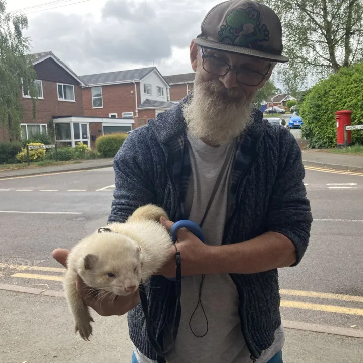 ferret