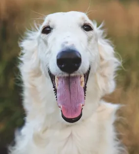 Borzoi-Head-Portrait-Outdoors