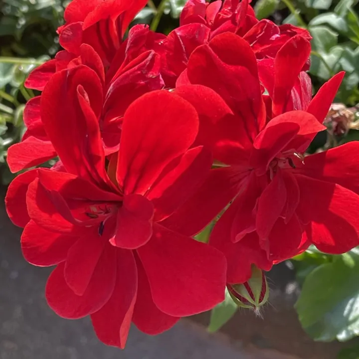 August25 garden