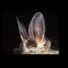 Bat Walk Pic