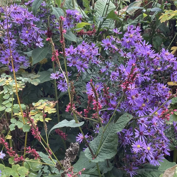 Autumn garden