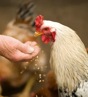 Close-up of a rooster eating grains from a person's hand in a rural farm setting.