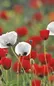 Poppy For Peace