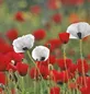 Poppy For Peace