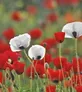 Poppy For Peace