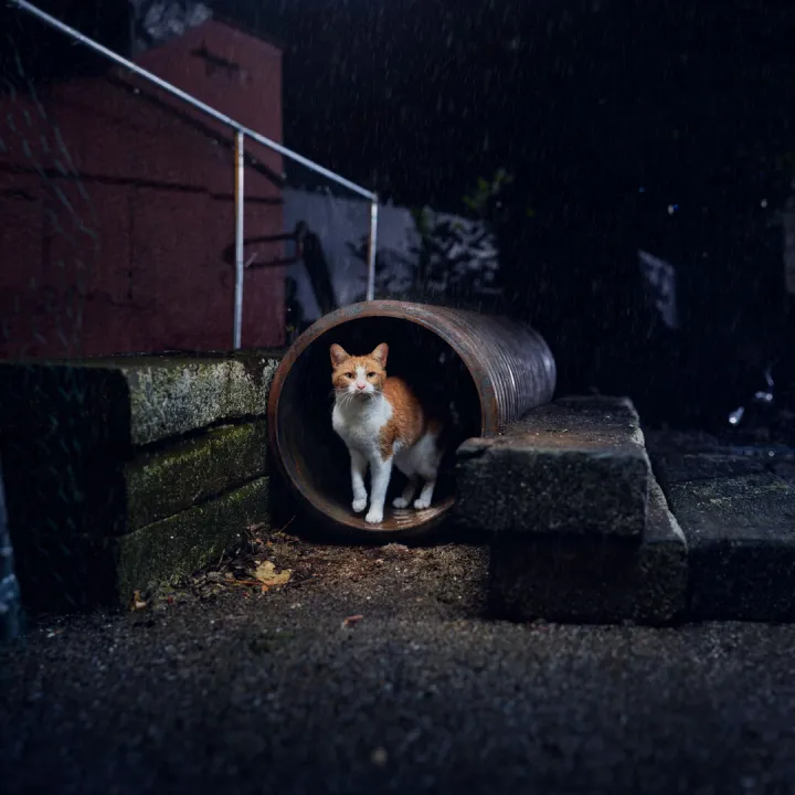 Mrsbaxter_abandoned &ndash; Pipe 1_0357