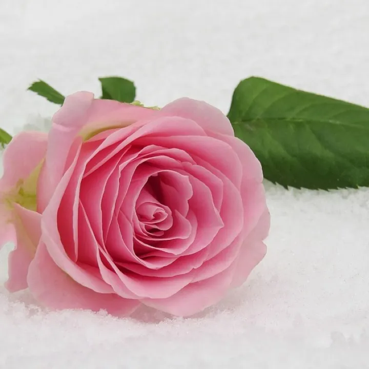 Rose-3142660_1280