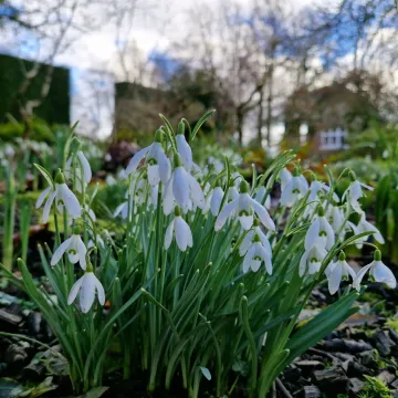 Snowdrops
