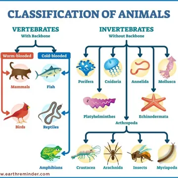 Animals-Classification-Chart