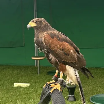 Falcons