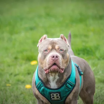 Close-up of a robust pit bull in a green field