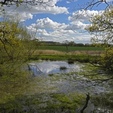 Jubilee Wood 1 copy