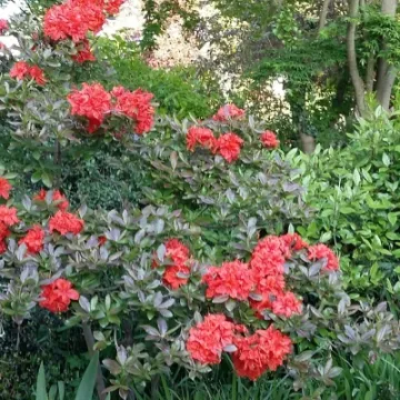 Garden Flowers 23 May 2016-jpg (2)