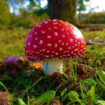 Fly Agaric (4)